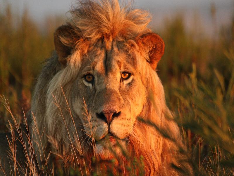 Gondwana Game Reserve Kleinberg Exterior foto