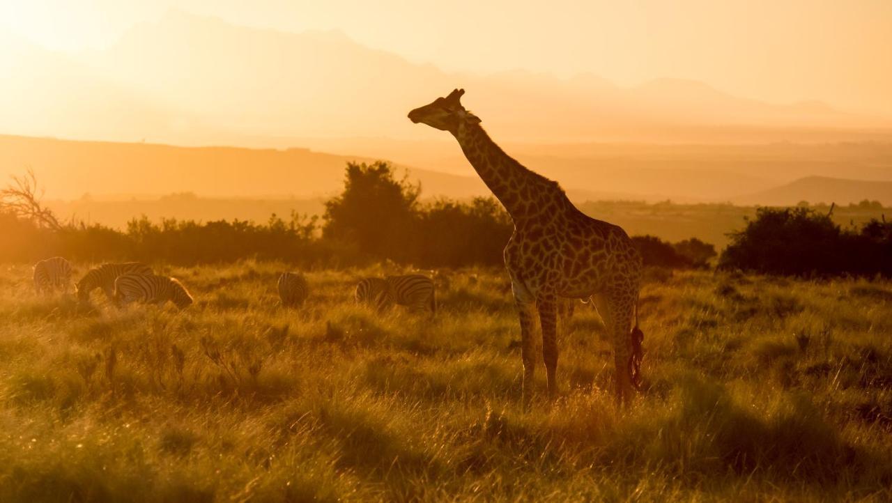 Gondwana Game Reserve Kleinberg Exterior foto